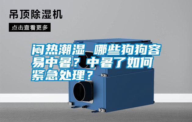 悶熱潮濕 哪些狗狗容易中暑?中暑了如何緊急處理?