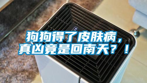 狗狗得了皮膚病,真兇竟是回南天?!